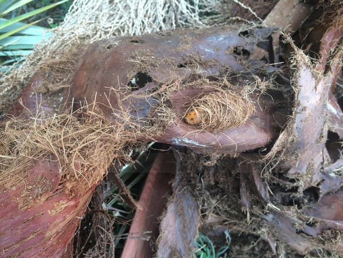 Santo Stefano al Mare: palme infettate e ritardi nello smaltimento, inviati esposti alla Regione