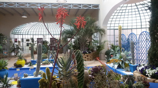 Sanremo: domattina al padiglione espositivo della Villa Ormond esposizione di piante grasse