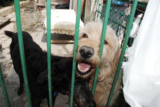 Eredità da 90mila euro per la Lega del Cane di Ventimiglia: ecco a cosa servono i soldi Eredità da 90mila euro per la Lega del Cane di Ventimiglia: ecco a cosa servono i soldi