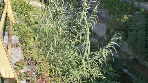 Interventi di pulizia e manutenzione dei torrenti: interpellanza di Fratelli d’Italia in previsione dell’autunno Interventi di pulizia e manutenzione dei torrenti: interpellanza di Fratelli d’Italia in previsione dell’autunno