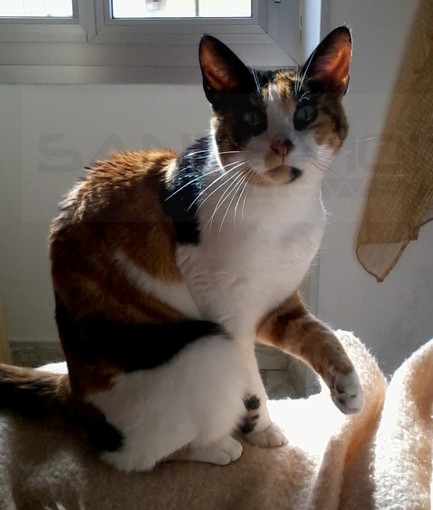 Sanremo: è stata ritrovata la gatta Penelope, i ringraziamenti della sua proprietaria