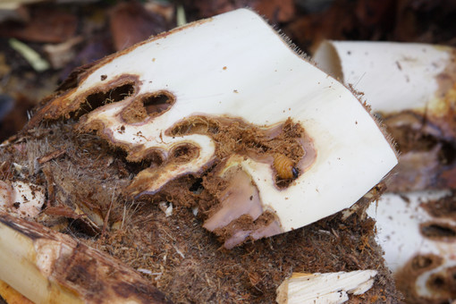 Ventimiglia: Sindaci del comprensorio intemelio alla ricerca di una soluzione condivisa per il 'Punteruolo rosso'