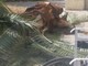Arma di Taggia: palma indebolita dal 'punteruolo rosso', un ciuffo si stacca e cade nel cortile dell'Alberghiero (Foto)