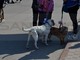 Imperia: al via sabato la prima edizione di “Zampetta felice”, passeggiata per gli animali e i loro amici