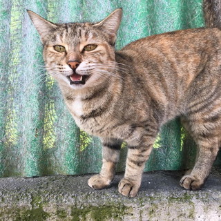 Sanremo: la gattina Peonia è in cerca di una famiglia che l'accolga Sanremo: la gattina Peonia è in cerca di una famiglia che l'accolga