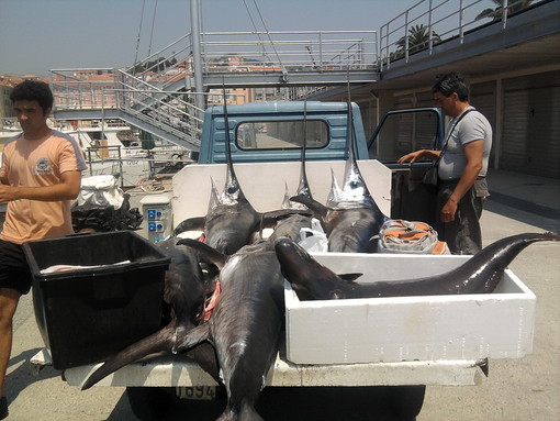 Pesce spada: i giochi sono fatti a Bruxelles ma… a danno della pesca italiana