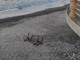 Bordighera: panchina ‘lanciata’ in spiaggia ma sono molti gli atti vandalici sul lungomare Argentina