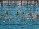 Pallanuoto. Sconfitta nell'ultimo turno dell'anno per la Rari Nantes Imperia, giallorossi battuti 5-22 da Padova