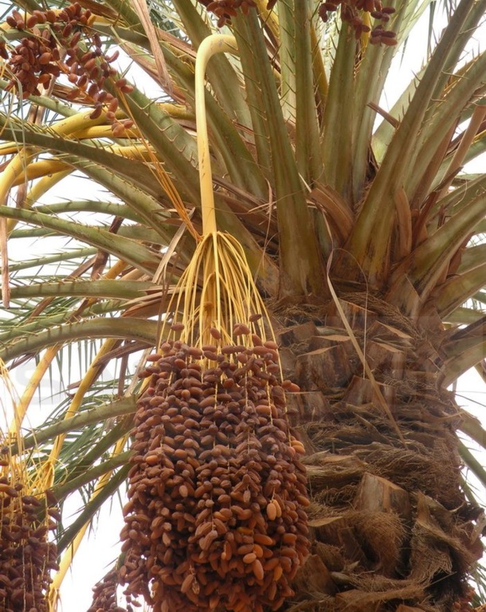 Sanremo: sabato prossimo al Floriseum il 3° seminario del ciclo ‘Piante mediterranee: tra scienza e tradizione’ Sanremo: sabato prossimo al Floriseum il 3° seminario del ciclo ‘Piante mediterranee: tra scienza e tradizione’