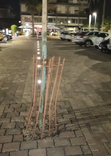 Bordighera: le protezioni dei ginkgo biloba fanno il loro lavoro in piazza della stazione, ma forse sono troppo delicate? Bordighera: le protezioni dei ginkgo biloba fanno il loro lavoro in piazza della stazione, ma forse sono troppo delicate?