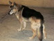 Sanremo: aree attrezzate per cani, il nostro lettore Gianni Calvi risponde a Roberto Sanremo: aree attrezzate per cani, il nostro lettore Gianni Calvi risponde a Roberto
