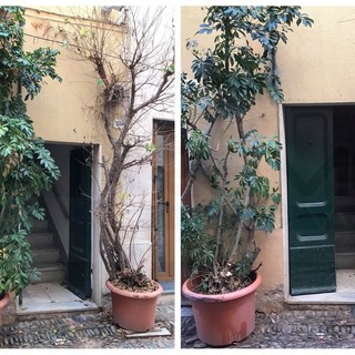 Santo Stefano al Mare: qualcuno ha avvelenato due piante in via Roma, Comune e residenti per la salvaguardia del verde Santo Stefano al Mare: qualcuno ha avvelenato due piante in via Roma, Comune e residenti per la salvaguardia del verde