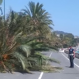 Sanremo: crolla una palma in corso Trento Trieste, intervento della Polizia Municipale e del settore giardini (Foto)