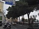 Sanremo: dopo l'approvazione dello stanziamento in Consiglio partita la potatura degli alberi a rischio (Foto)