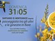 Imperia: domenica prossima a Montegrazie torna la 'Passeggiata tra gli Ulivi e le Ginestre in Fiore'