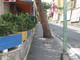 Sanremo: taglio dei pini, interviene Giovanni Calvi