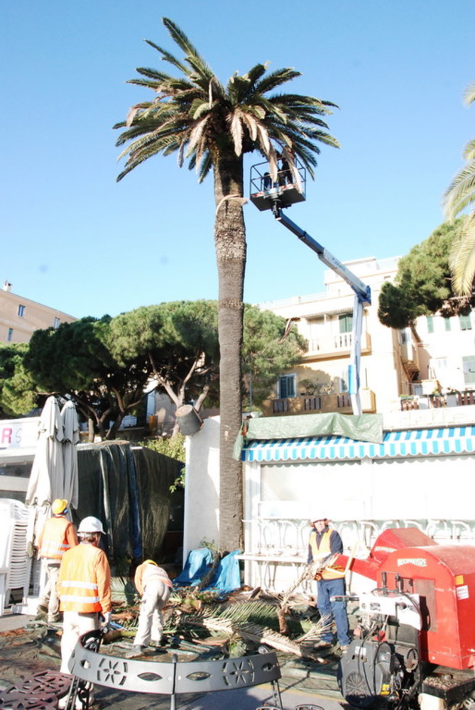 Sanremo: palma da abbattere al porto vecchio, un lettore "Chi ha delle idee si faccia avanti!" Sanremo: palma da abbattere al porto vecchio, un lettore "Chi ha delle idee si faccia avanti!"