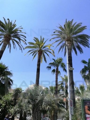 Bordighera: due palme a rischio crollo verranno abbattute, entro 90 giorni due piante nuove