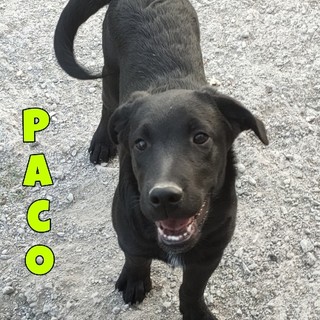 Tre bellissimi cuccioli di 4 mesi in cerca di casa, si trovano al Rifugio Enpa Sanremo
