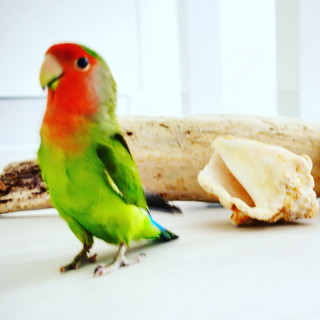 Sanremo: smarrito il pappagallo nella foto, l'appello della proprietaria a chi lo avesse trovato