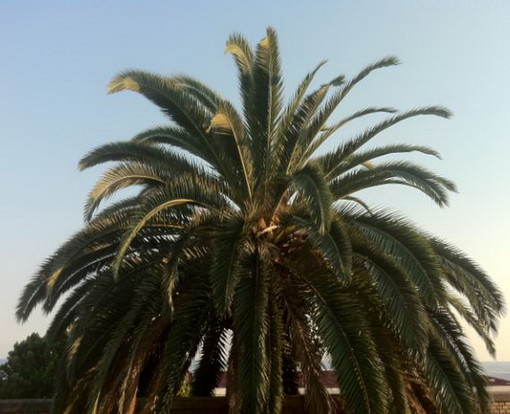 Sanremo: lettore denuncia situazione di degrado delle palme vicino alla pista ciclabile