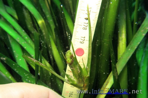 La Posidonia oceanica, pianta acquatica mediterranea che bordeggia tutta la costa ligure, ha fiorito