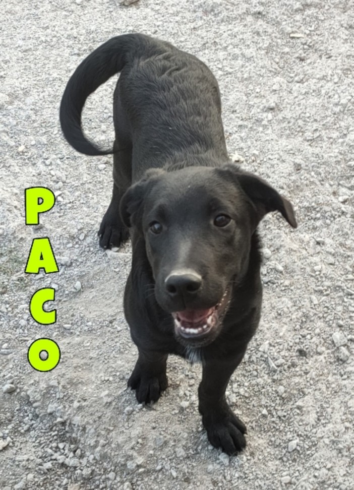 Tre bellissimi cuccioli di 4 mesi in cerca di casa, si trovano al Rifugio Enpa Sanremo