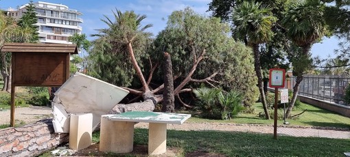 Ventimiglia: pino marittimo crolla ai giardini 'Tommaso Reggio', sfiorata una donna sulla panchina (Foto)