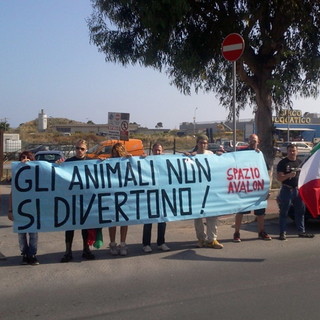 Imperia: "Gli animali non si divertono", lo 'Spazio Avalon' dice no al circo Imperia: "Gli animali non si divertono", lo 'Spazio Avalon' dice no al circo