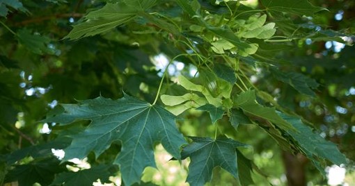 Smog: superpiante mangia polveri puliscono l’aria in casa e città, puntare sul florovivaismo locale per la valorizzazione del verde 100% ‘Made in Liguria’ Smog: superpiante mangia polveri puliscono l’aria in casa e città, puntare sul florovivaismo locale per la valorizzazione del verde 100% ‘Made in Liguria’
