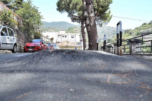 Sanremo: domani abbattimento dei pini marittimi in via Margotti, dalle 8.30 divieto di sosta Sanremo: domani abbattimento dei pini marittimi in via Margotti, dalle 8.30 divieto di sosta