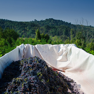 Vendemmia ai nastri di partenza nell'Imperiese: il caldo dello scorso periodo, le piogge brevi fanno prevedere un’ottima qualità Vendemmia ai nastri di partenza nell'Imperiese: il caldo dello scorso periodo, le piogge brevi fanno prevedere un’ottima qualità