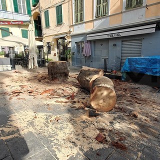 Sanremo: palma 'malata' a rischio caduta in piazza Bresca, questa mattina è stata abbattuta ma sarà sostituita (Foto) Sanremo: palma 'malata' a rischio caduta in piazza Bresca, questa mattina è stata abbattuta ma sarà sostituita (Foto)