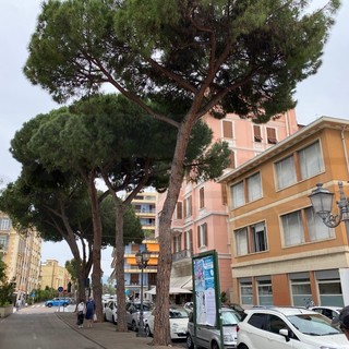Sanremo: da lunedì a venerdì prossimi via Nino Bixio chiusa per l'abbattimento di quattro pini marittimi