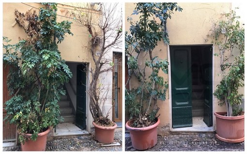 Santo Stefano al Mare: qualcuno ha avvelenato due piante in via Roma, Comune e residenti per la salvaguardia del verde Santo Stefano al Mare: qualcuno ha avvelenato due piante in via Roma, Comune e residenti per la salvaguardia del verde