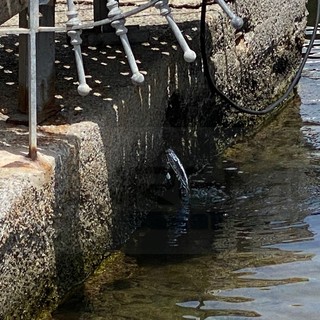 Sanremo: perdita d'acqua da un mese al porto dei pescatori, Rivieracqua è intervenuta ma si perdono litri e litri (Foto e Video)