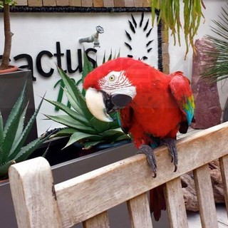Ventimiglia: furto ai danni del vivaio 'Cactusmania', i ladri rubano anche 'Cocò'. L'appello dei proprietari