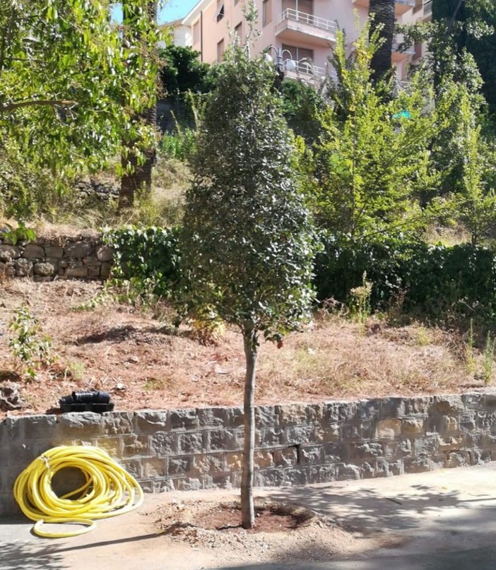 "Piantiamola!": appello della Cia Imperia per piantare un albero, una piantina, un seme per la ‘Festa della donna’