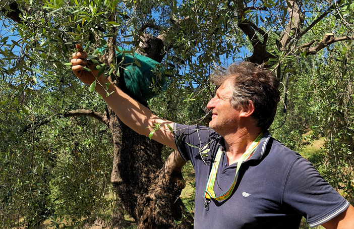 Giornata Mondiale dell'Olivo: Coldiretti Liguria celebra il simbolo identitario del territorio e i suoi olivicoltori Giornata Mondiale dell'Olivo: Coldiretti Liguria celebra il simbolo identitario del territorio e i suoi olivicoltori
