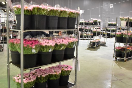 Il fiore di Sanremo resiste e cresce: +10% per il comparto floricolo, per Ognissanti il bilancio del mercato resta positivo