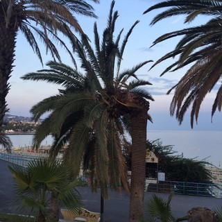 Sanremo: palma spezzata in corso Vittorio Emanuele, intervento di messa in sicurezza dei VVF