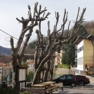 Carpasio: potatura degli ippocastani in piazza Garibaldi, Verda "Un taglio scandaloso, pensate anche alla SP 21" (Foto) Carpasio: potatura degli ippocastani in piazza Garibaldi, Verda "Un taglio scandaloso, pensate anche alla SP 21" (Foto)