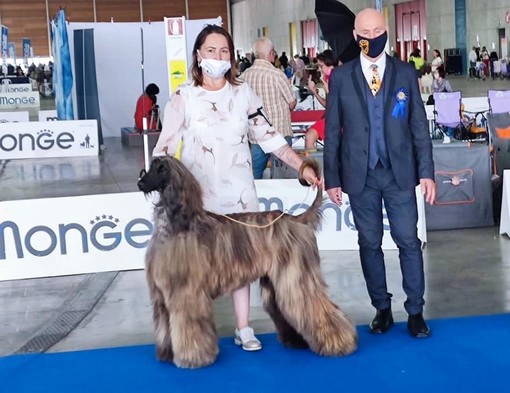 Primo posto per la bordigotta Paula Evlante all'expo canina di Torino con il suo Levriero Afgano