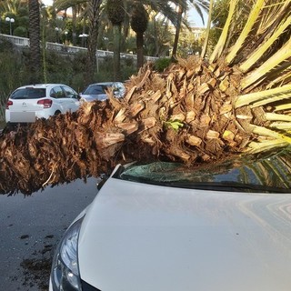 Sanremo: maltempo sul ponente, palma cade su un'auto in via Vittorio Emanuele II° (Foto)