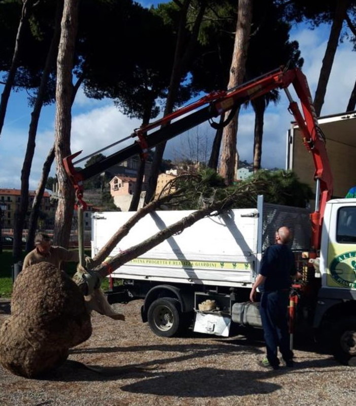 Ventimiglia: il Sindaco Gaetano Scullino è certo "La pineta dei 'Tommaso Reggio' deve tornare (Foto) Ventimiglia: il Sindaco Gaetano Scullino è certo "La pineta dei 'Tommaso Reggio' deve tornare (Foto)