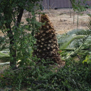 Sanremo: pubblicato l'avviso per le “Potature siepi e alberature lungo le strade comunali e vicinali. Manutenzioni del verde” Sanremo: pubblicato l'avviso per le “Potature siepi e alberature lungo le strade comunali e vicinali. Manutenzioni del verde”