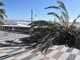 Sanremo: grossa palma di corso Imperatrice si abbatte sulla passeggiata a mare (Foto) Sanremo: grossa palma di corso Imperatrice si abbatte sulla passeggiata a mare (Foto)
