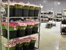 Il fiore di Sanremo resiste e cresce: +10% per il comparto floricolo, per Ognissanti il bilancio del mercato resta positivo Il fiore di Sanremo resiste e cresce: +10% per il comparto floricolo, per Ognissanti il bilancio del mercato resta positivo