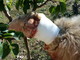 Due pecore uccise e otto ferite nel fine settimana, allarme CIA per i continui attacchi del lupi