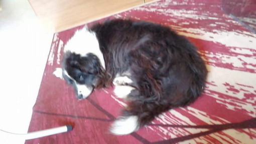 Camporosso:è stato smarrito il cane Poldo, l'appello della sua famiglia Camporosso:è stato smarrito il cane Poldo, l'appello della sua famiglia